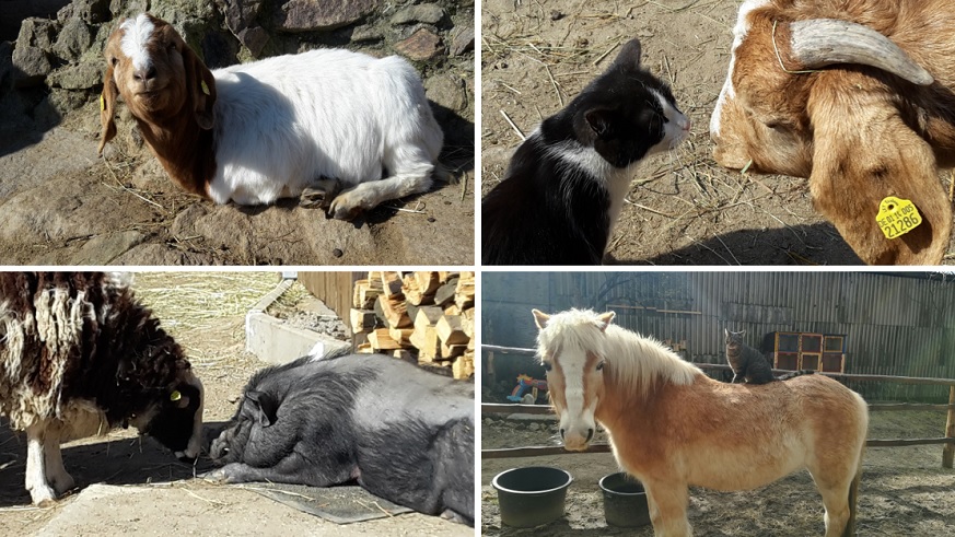 Tierbilder mit Ziege, Katze, Schwein, Pony